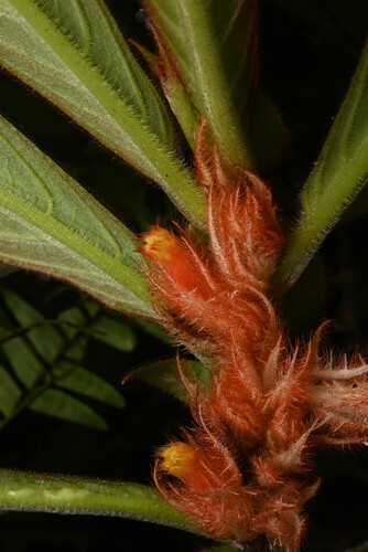 Columnea purpurata, photograph 2
