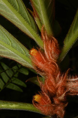 Columnea purpurata, photograph (c) Anders Hastings, some rights reserved (CC BY)