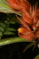 Columnea purpurata