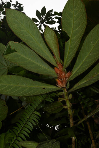 Columnea purpurata, photograph 3