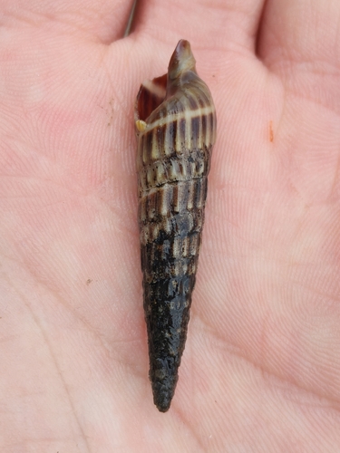 Duplicaria dussumierii observed 2025-12-10