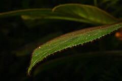 Columnea purpurata, photograph (c) Anders Hastings, some rights reserved (CC BY)