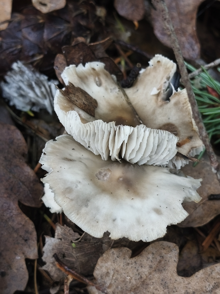 Rhodocollybia asema · December 2025 · photo: © mycototor (iNaturalist, cc-by)