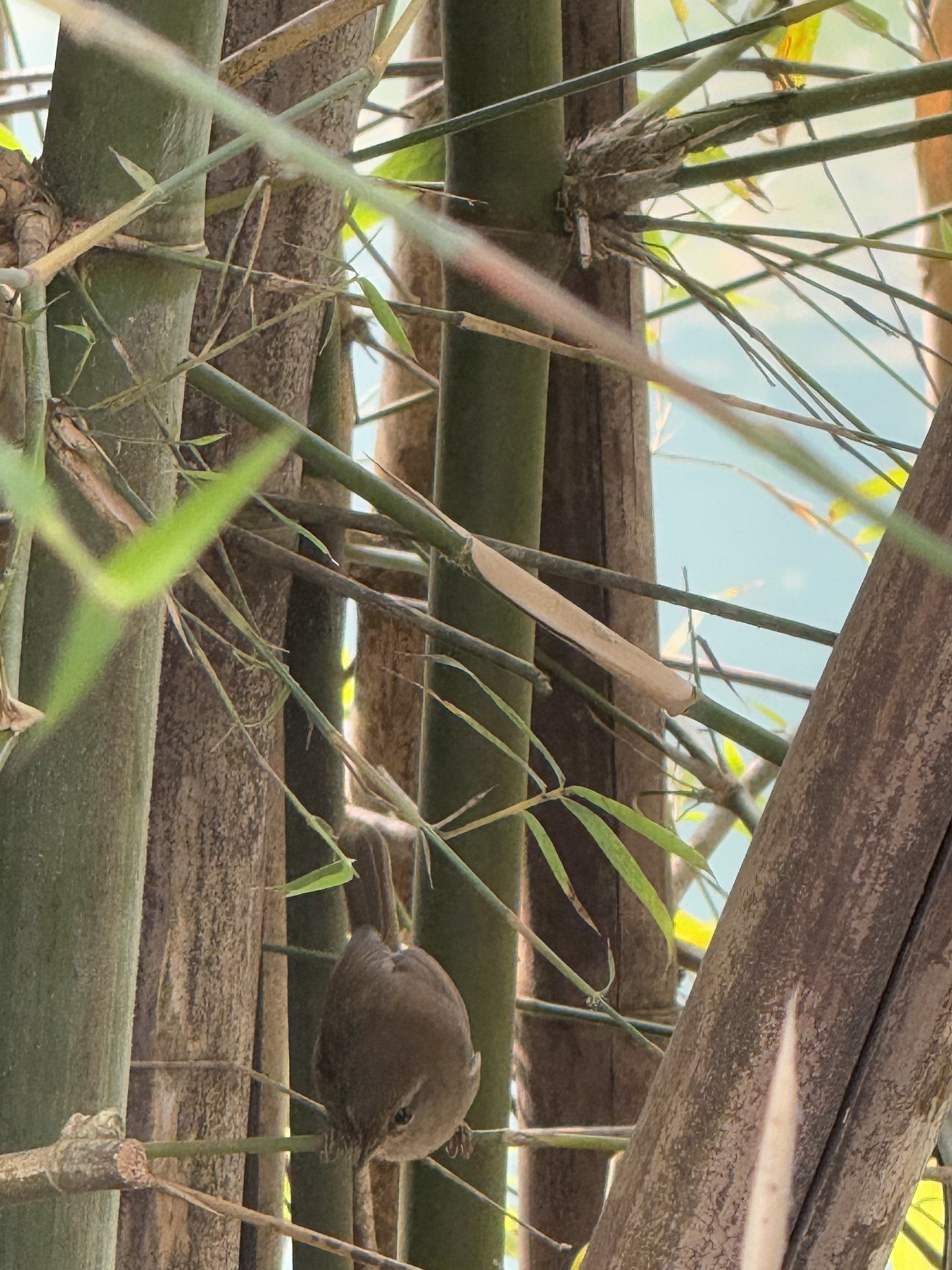 Rufous-capped Babbler