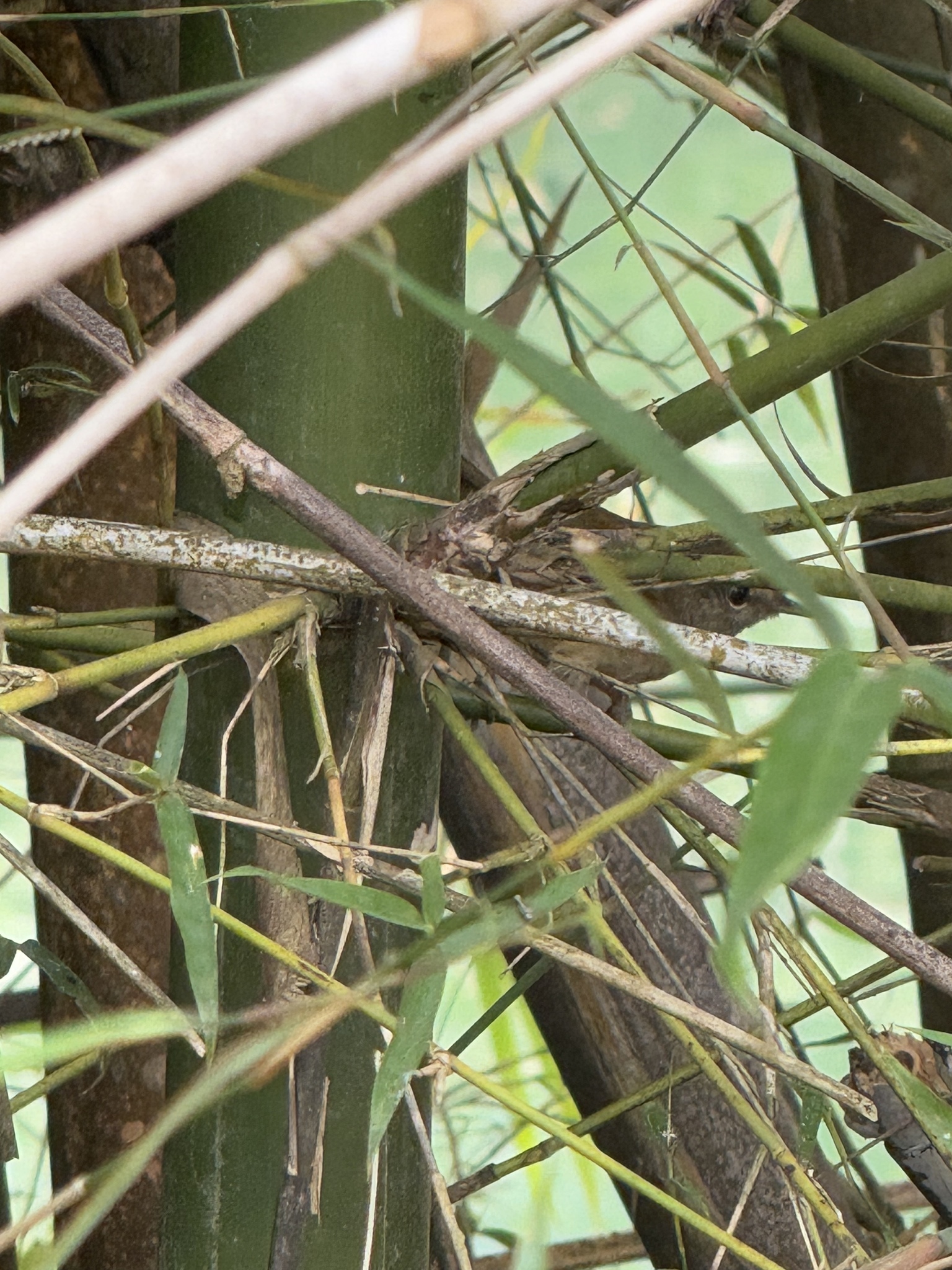 Rufous-capped Babbler