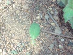 Pseudoconyza viscosa