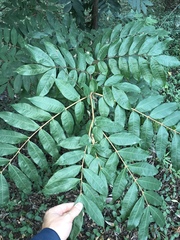 Brownea ariza