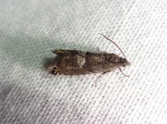 Sereda tautana