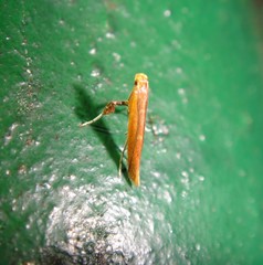 Caloptilia invariabilis