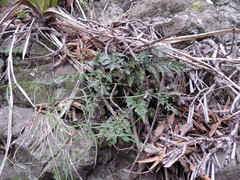 Asplenium appendiculatum maritimum