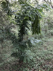 Brownea ariza