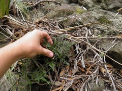 Asplenium appendiculatum maritimum