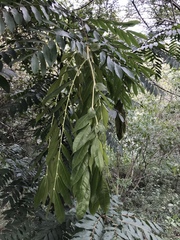 Brownea ariza