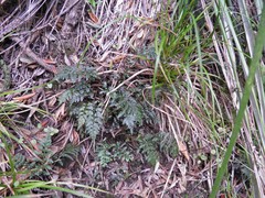 Asplenium appendiculatum maritimum