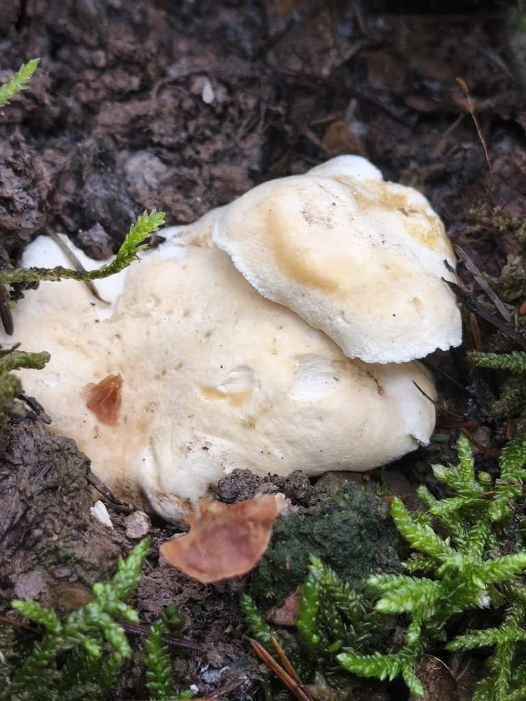 Hydnum repandum · December 2025 · photo: © mycototor (iNaturalist, cc-by)