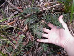 Asplenium appendiculatum maritimum