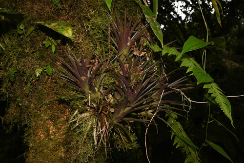 Guzmania angustifolia (Guzmania angustifolia)