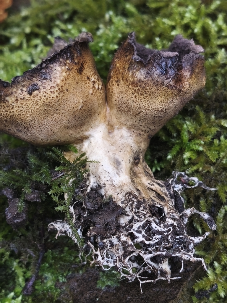 Scleroderma verrucosum · December 2025 · photo: © mycototor (iNaturalist, cc-by)
