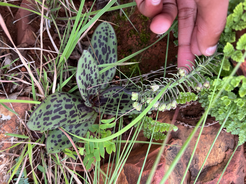 rough-leaved African hyacinth (Ledebouria asperifolia)