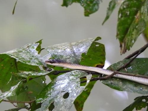 Big-eyed Tree Snake