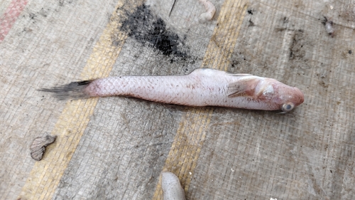 Pinkgray goby (Amblychaeturichthys hexanema) — Gobiidae — 5
