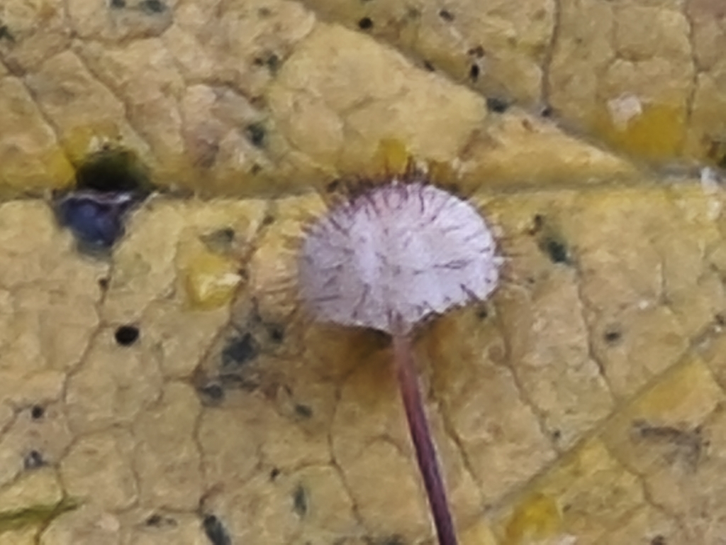 Marasmius hudsonii · December 2025 · photo: © mycototor (iNaturalist, cc-by)