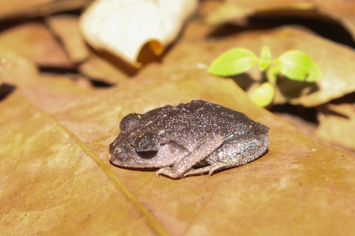 Leptobrachium hasseltii