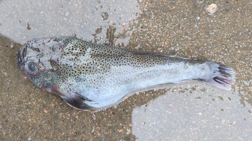 Bluespotted stargazer (Xenocephalus elongatus) — Uranoscopidae