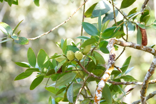 Image of Agathis borneensis by (c) Cheongweei Gan, some rights reserved (CC BY-SA)