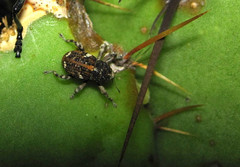 Gerstaeckeria knullorum