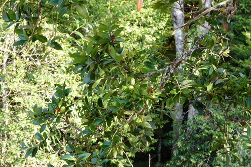 Image of Agathis borneensis by (c) Cheongweei Gan, some rights reserved (CC BY-SA)