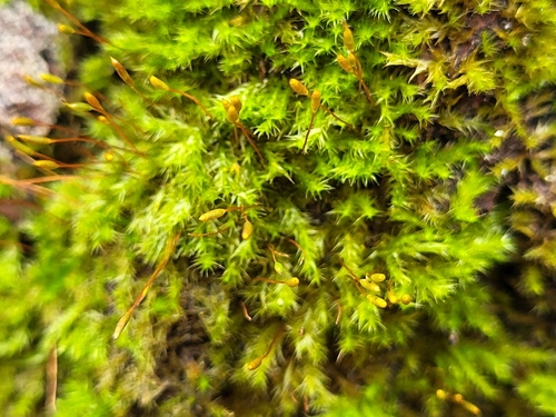 Many-flowered Leskea
