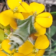 Proserpinus clarkiae