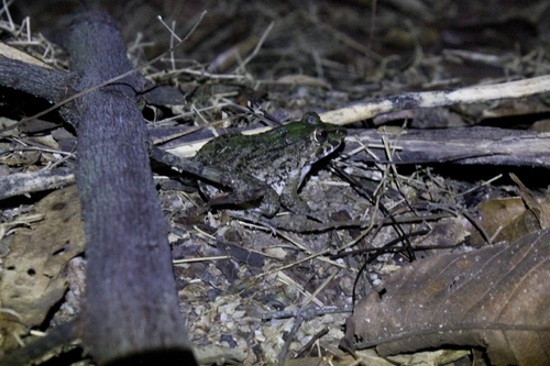 Fejervarya cancrivora