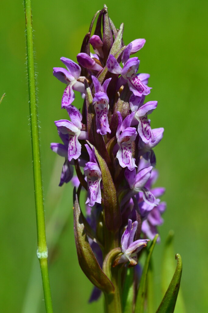 Dactylorhiza kafiriana