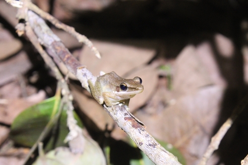 Chalcorana chalconota