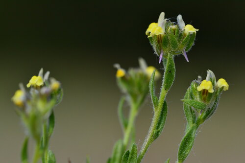 Sand Toadflax (Linaria arenaria)