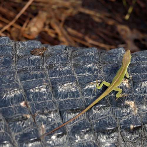 American Alligator photographed in Louisiana