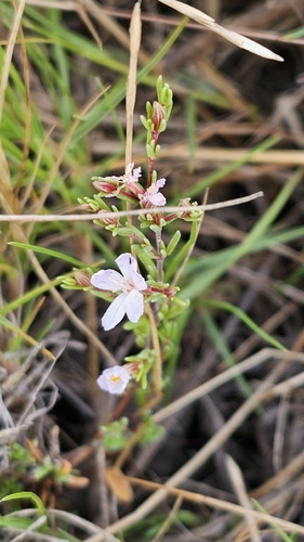 Frankenia pauciflora (Frankenia pauciflora)