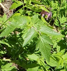 Osmorhiza occidentalis