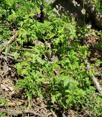 Osmorhiza occidentalis
