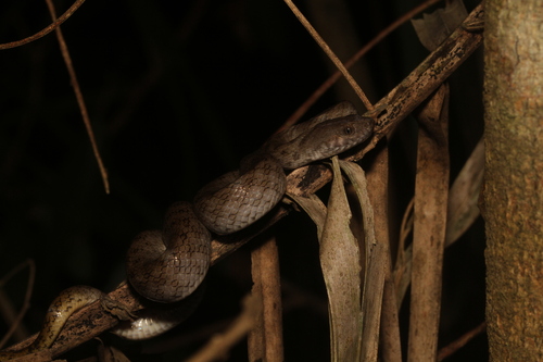 Common Madagascar Cat Snake