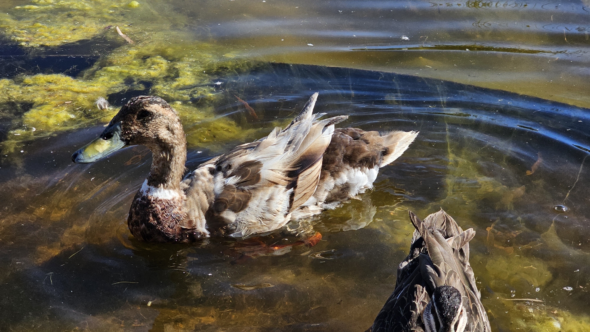 Anas platyrhynchos f. domesticus