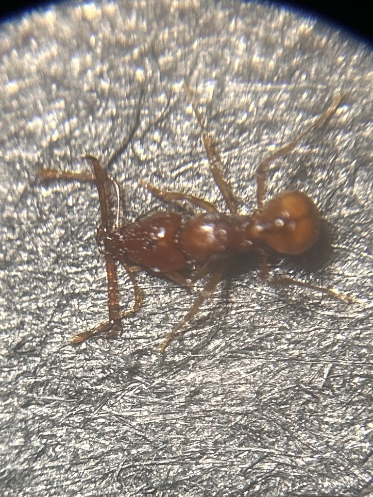 Acanthognathus brevicornis