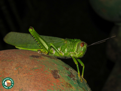 Tropidacris cristata grandis