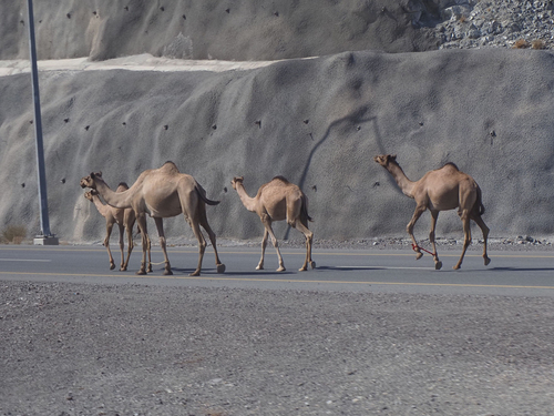 Dromedary Camel