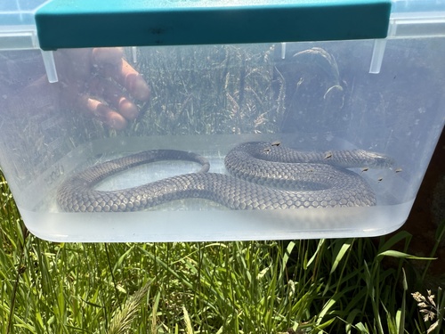 Lowlands Copperhead sighting