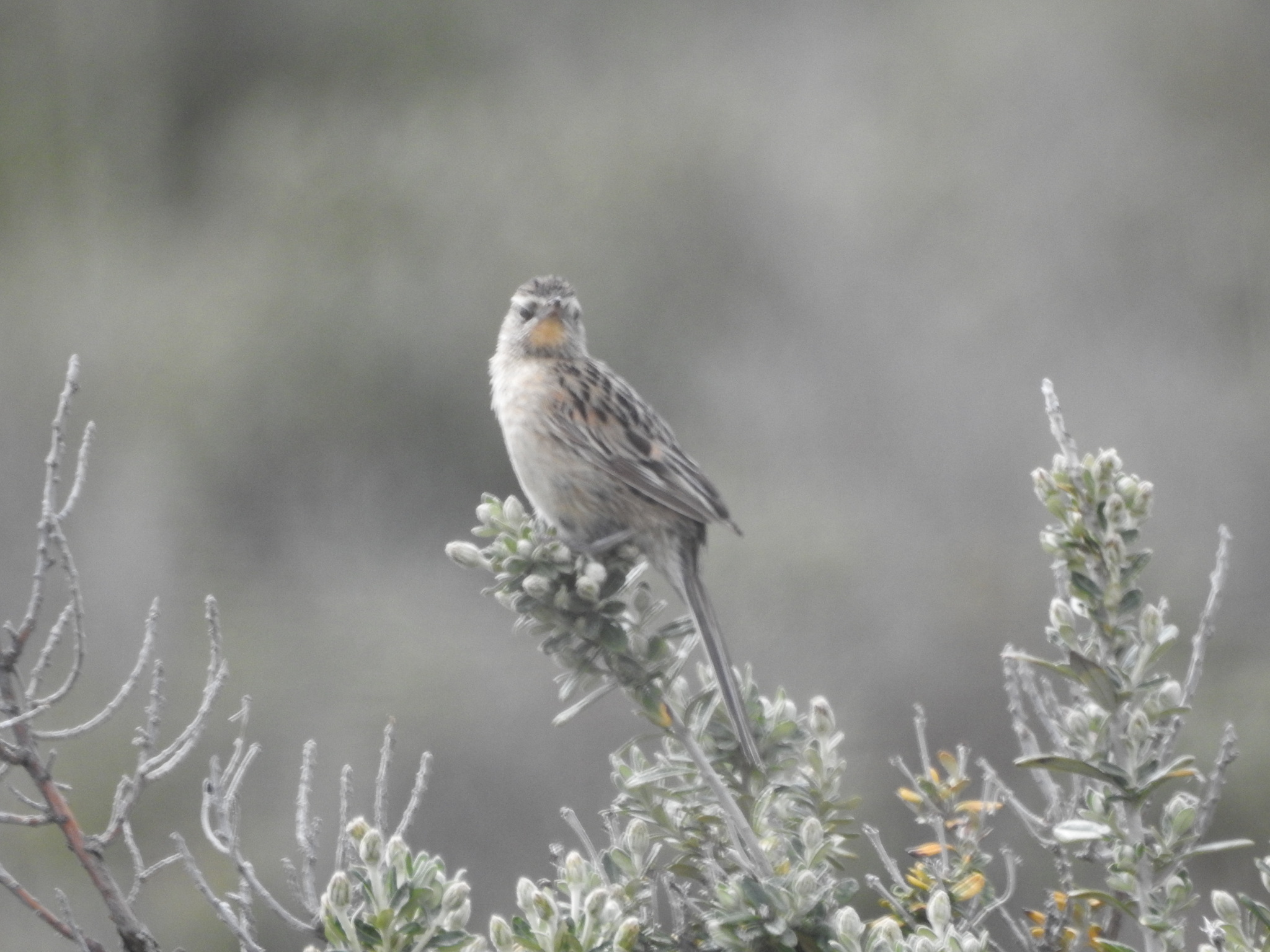 Austral Canastero (Asthenes anthoides), photo 8