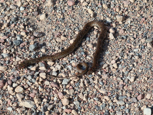 Common keelback sighting