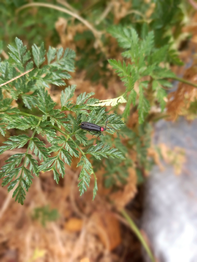 Pyractonema rhododera